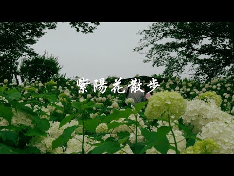 [Fuchu Local Forest Museum] Hydrangea walk after the rain.