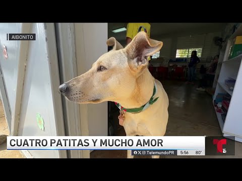 Estudiantes de escuela Montessori en Aibonito adoptan a Lunita