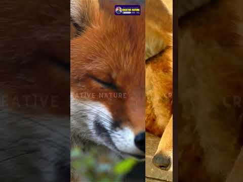 Funny and Fascinating Moments of Fox Animal | Creative Nature