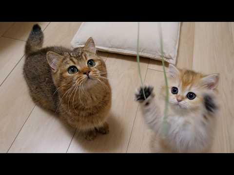 Cute cats trying hard to catch a toy with their short legs.