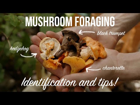 How to Forage Black Trumpets, Chanterelles, and Hedgehog Mushrooms | Identification & Tips