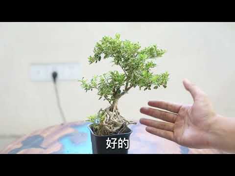 六月雪如何整形修剪？园艺师教你，六月雪的实操修剪技巧