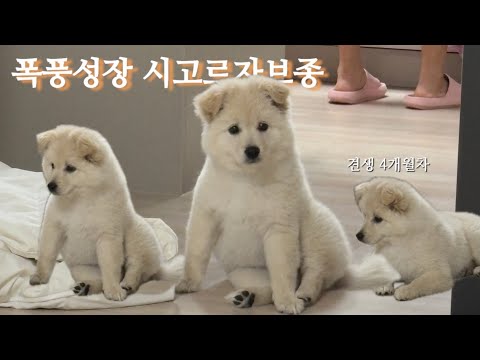 시고르자브종 브이로그 | 복순이 폭풍성장했어요 🐶 | 여전히 귀여우니까 힐링하고 가세요 💛