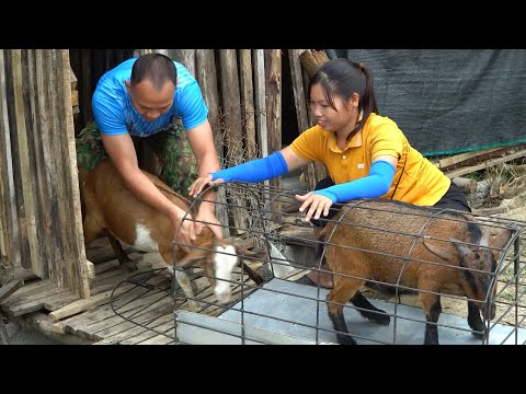 Single mother builds goat pen - buys goat to raise - and good news for piglet about to be born.