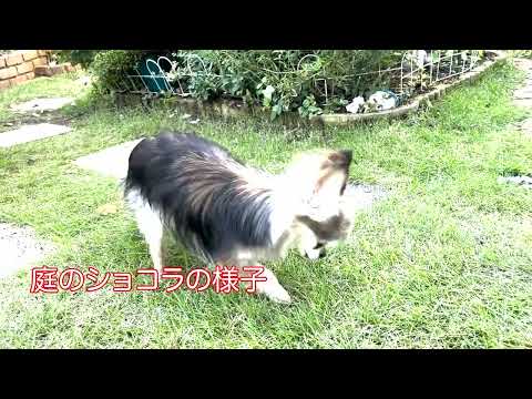 秋を楽しむ　　＃秋の庭（後半）＃愛犬ショコラの様子　＃タロットカード