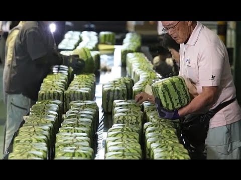 日本人的方形西瓜，居然賣出天價來，買回去切開我笑了