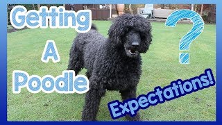 What to Expect When Getting a Poodle! 6 Things to Expect When You Get a Poodle Breed Dog!