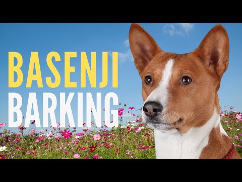 10 Minutes of Basenji Dog Barking