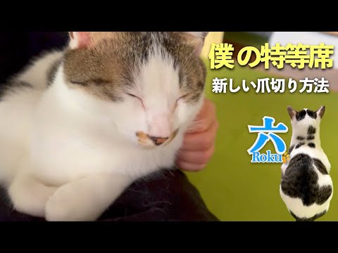 「愛猫が膝から降りないので説得してみた」「爪切りの嫌いな愛猫に新しい爪切り方法を試してみた」| [生まれ変わりの猫] 六 (Roku)