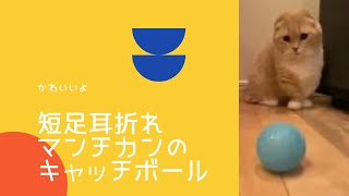 【耳折れ短足マンチカン】キャッチボールできるんです！