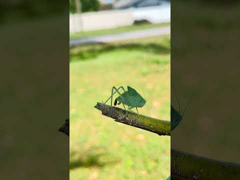 Katydid Poops and Kicks it! #bugslife