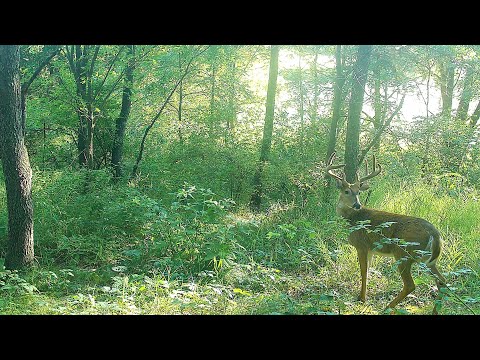 Wisconsin Archery Opener 2024