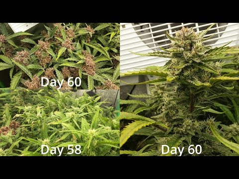 How I Grow! -S1E10- Bloom-Stretch Defoliation!