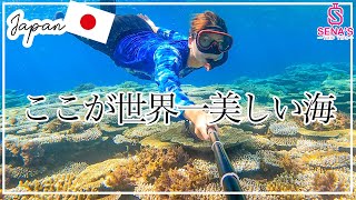 【西表島にある世界一美しい海】鳩間島＆バラス島1日シュノーケリングツアー　断言！これ以上の海は他にない！