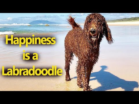 A Labradoodle's love is like a rainbow