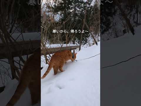 雪道の足跡をたどるかしこい猫