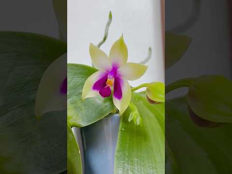 Phal. bellina coerulea VS Phal. bellina fire x sib 兩個原生種蝴蝶蘭對比