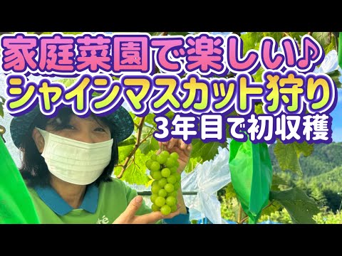 【楽しいシャインマスカット栽培】3年目の3本の樹から試し採りで3房を収穫したら最高に甘かった