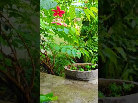 Home garden view 24042024s2 #trending #viral #creativelifesdvlogs #natural