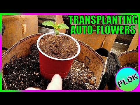 Can You Transplant Autoflowers? - Auto Flower Experiment 2.0: Transplanting and First Topping