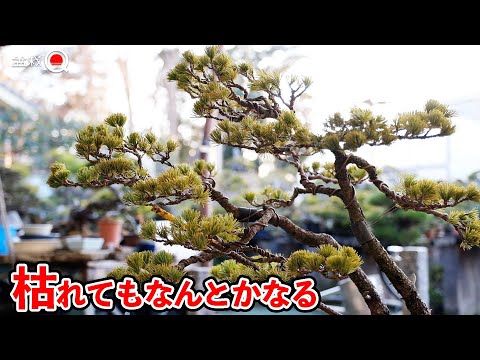 If you don't give up and change a bad tree, it will become a good tree [Bonsai Q]