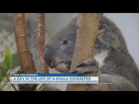 NBC4 spends a day as a koala zookeeper at the Columbus Zoo