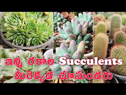 Large Collection of Succulents In Hyderabad🎍 || Succulents Types, Names, Price & Care