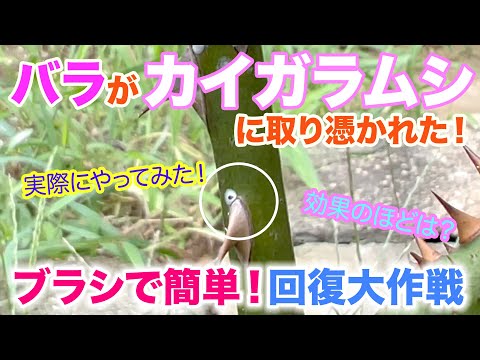 【バラ害虫対策】気づいたらバラの幹が白っぽい！厄介なカイガラムシをブラシ一本で撃退です！簡単＆無農薬な方法でバラは救えます。経過観察つき。