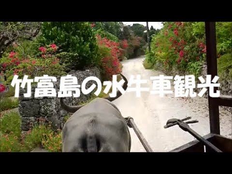 竹富島の水牛車観光＃沖縄＃竹富島＃石垣島