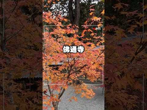 広島紅葉🍁彩り豊かな佛通寺の紅葉を楽しむ秋の散策モデル　#shorts  #佛通寺　#紅葉　＃広島