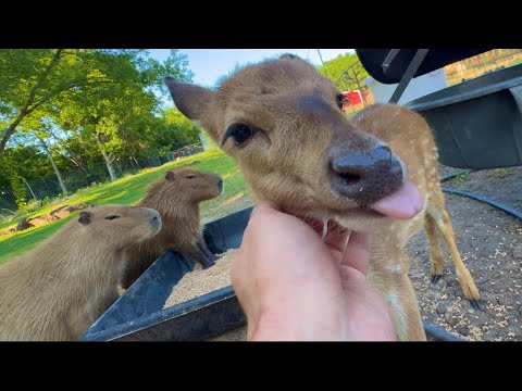 This Deer Thinks He’s a Capybara