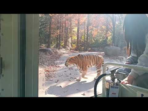 Tigers in Safari World,Everland South Korea