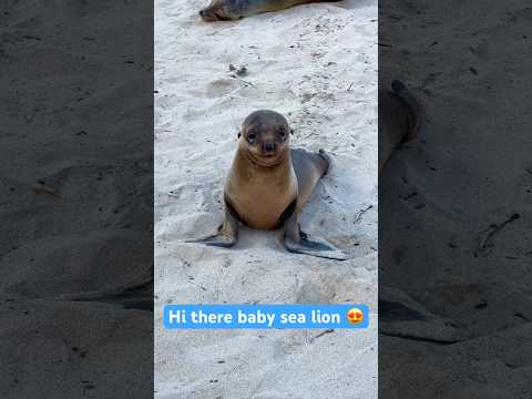 Hi there baby sea lion 😍 Cuteness overload #babyanimals #sealion #cutebaby