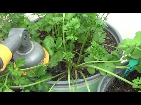 How To Water Ranunculus Plants , Tips For Growing Ranunculus Plants