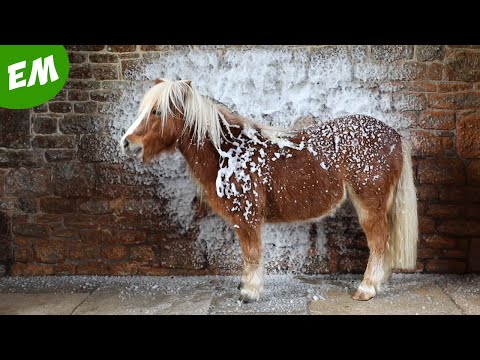 NEVER trust a clever pony with a Snow Machine! | CHRISTMAS Ad 2021 🎄