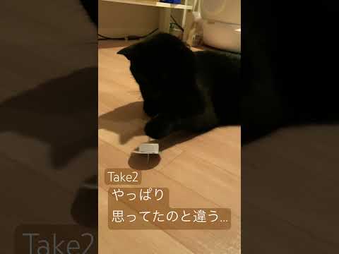 やっぱり思ってたのと違う…コマと遊ぶ？くーちゃん…#cat #保護猫との暮らし #黒猫と暮らす