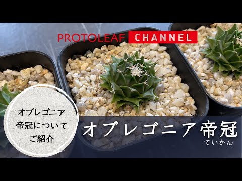 オブレゴニア帝冠について【Obregonia denegrii】