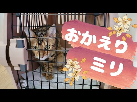 大怪我から復活を遂げた猫