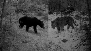 Male Ussuri brown bear and male Amur tiger in the Sikhote-Alin.