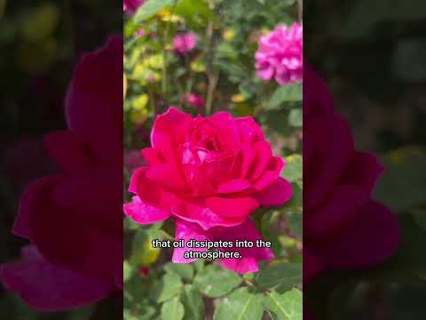 How to Smell a Rose