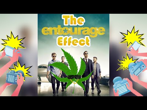 Cannabinoids and the Entourage Effect