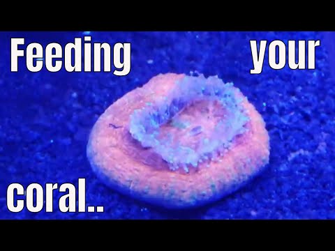 Coral feeding response to polyp lab Reef Roids