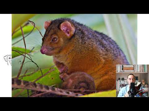 Common Ringtail Possum. Pros and cons, price, how to choose, facts, care, history