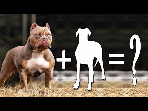 Top 5 American Bully Mixes Rare Breeds You’ve Got to Love / American Bully Mixes