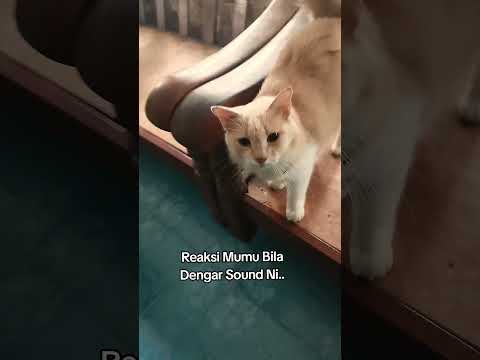 Cat reaction