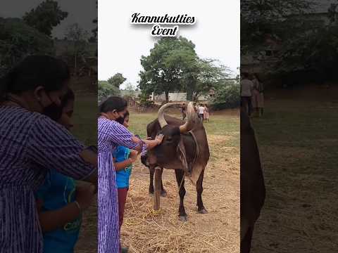 kannukutties Jallikattuu #trending #viral #entertainment #shopping #shorts #ilinwithiyyaps