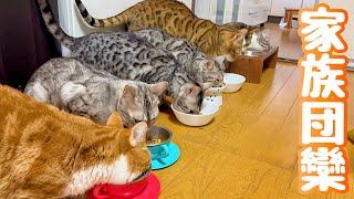 まさか最後になるとは…猫の家族団欒ごはん