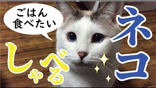 何回聞いてもはっきりしゃべる猫