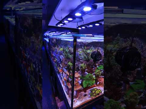 Get lost in Top Shelf’s Coral Farm! #aquarium #short #fish