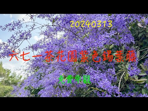 萬ㄟeye台灣20240313六七一茶花園紫色錫葉藤   4K